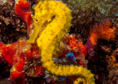 Lightroom LL - Seahorses and Pipefish (15 of 41)