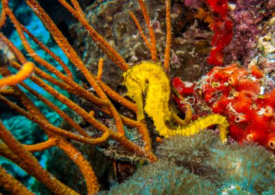 Lightroom LL - Seahorses and Pipefish (40 of 41)